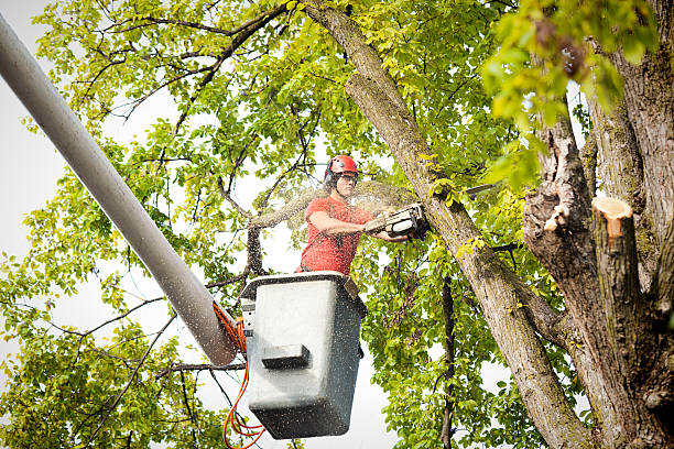 Best Residential Tree Removal  in USA